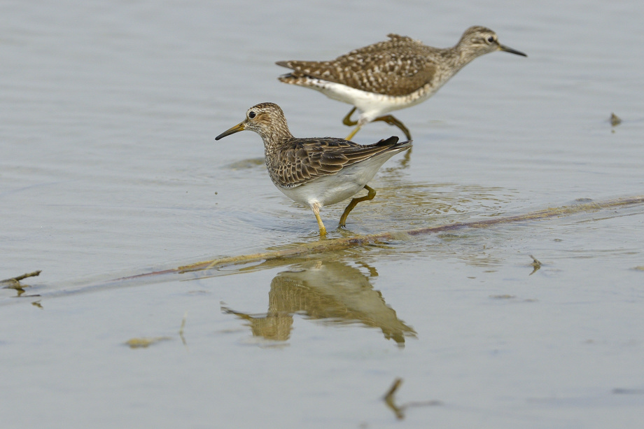 Piro piro pettorale? S. ora: Piovanello  pettorale (Calidris melanotos)